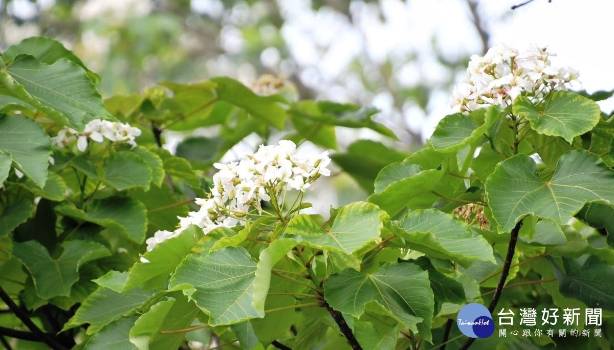 八卦山區油桐花正盛開。