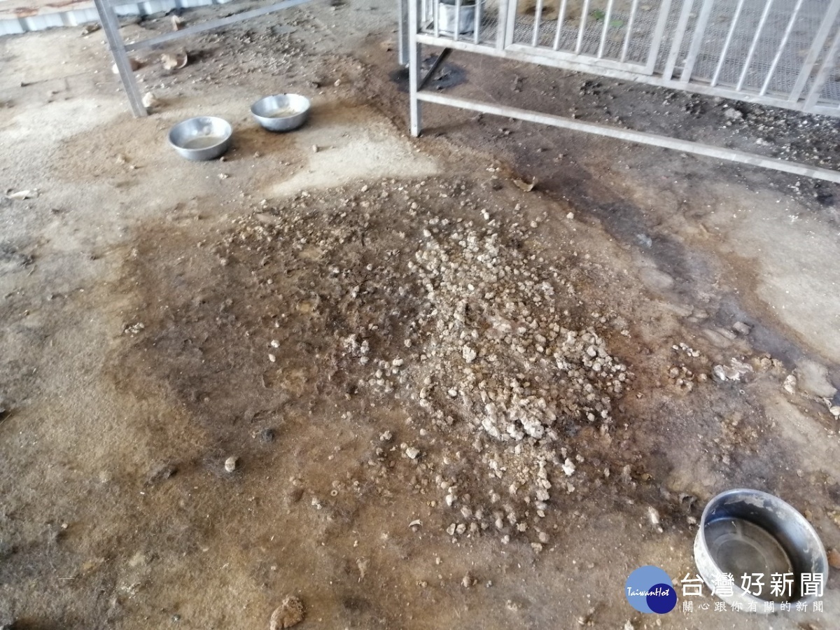 嘉義縣家畜所查獲民眾不當飼養犬貓,依法開罰9萬8000元/嘉義縣府提供