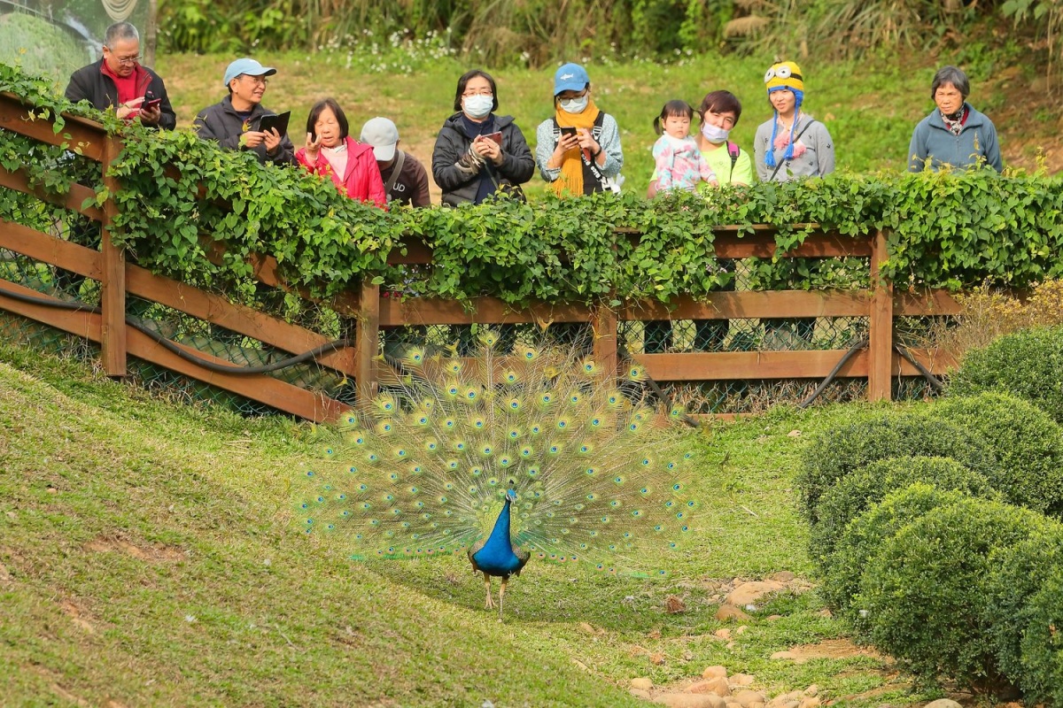 台開新埔雲夢山丘看油桐花　五一假期免費入園 台灣好新聞 第2張