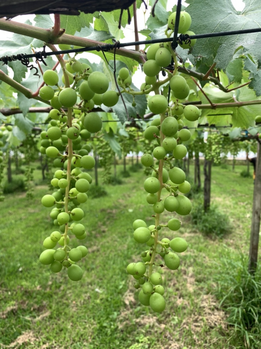 中市新社 石岡巨峰葡萄農損5 11前開放申請現金救助 Yahoo奇摩電影戲劇 中市新社 石岡巨峰葡萄農損5 11前開放申請現金救助 Yahoo奇摩電影戲劇