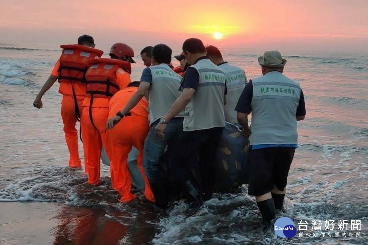 糙齒海豚擱淺潮音海岸，北港海岸巡護隊及海巡署人員協力搬運後送治療。