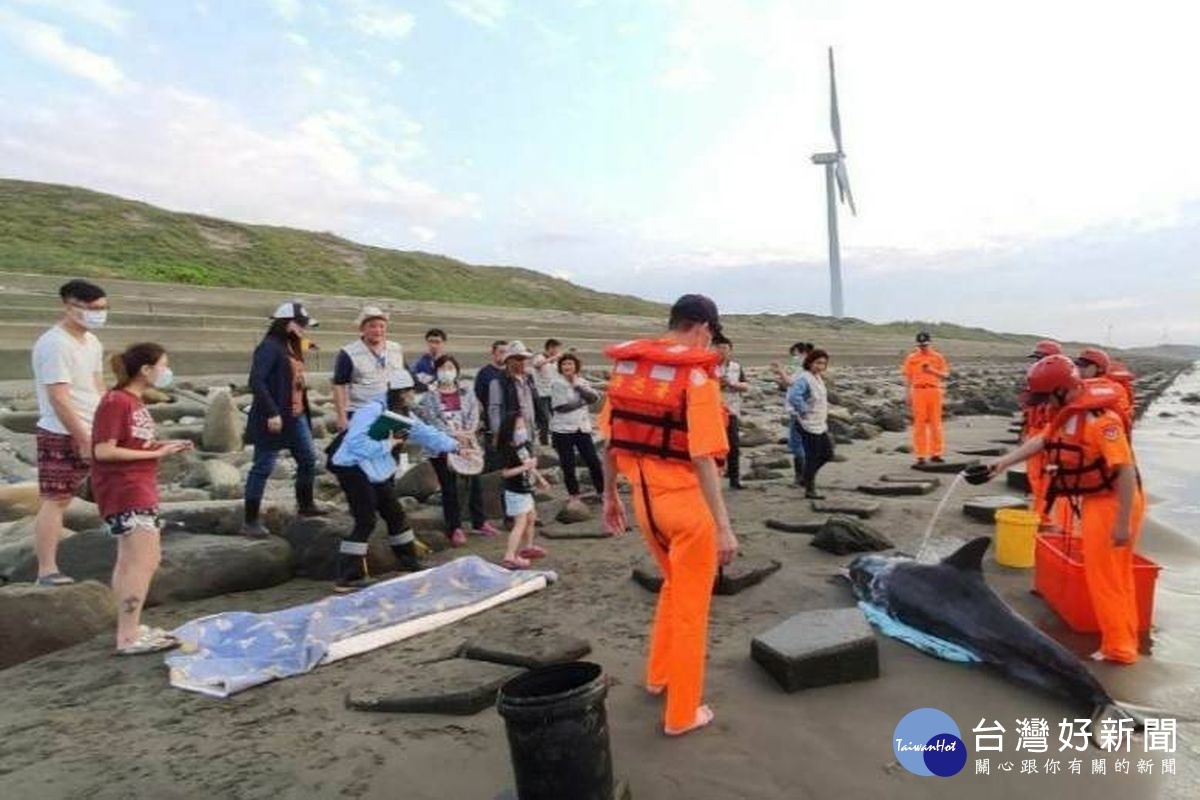 糙齒海豚擱淺潮音海岸，許多民眾前往關心並協助搶救。