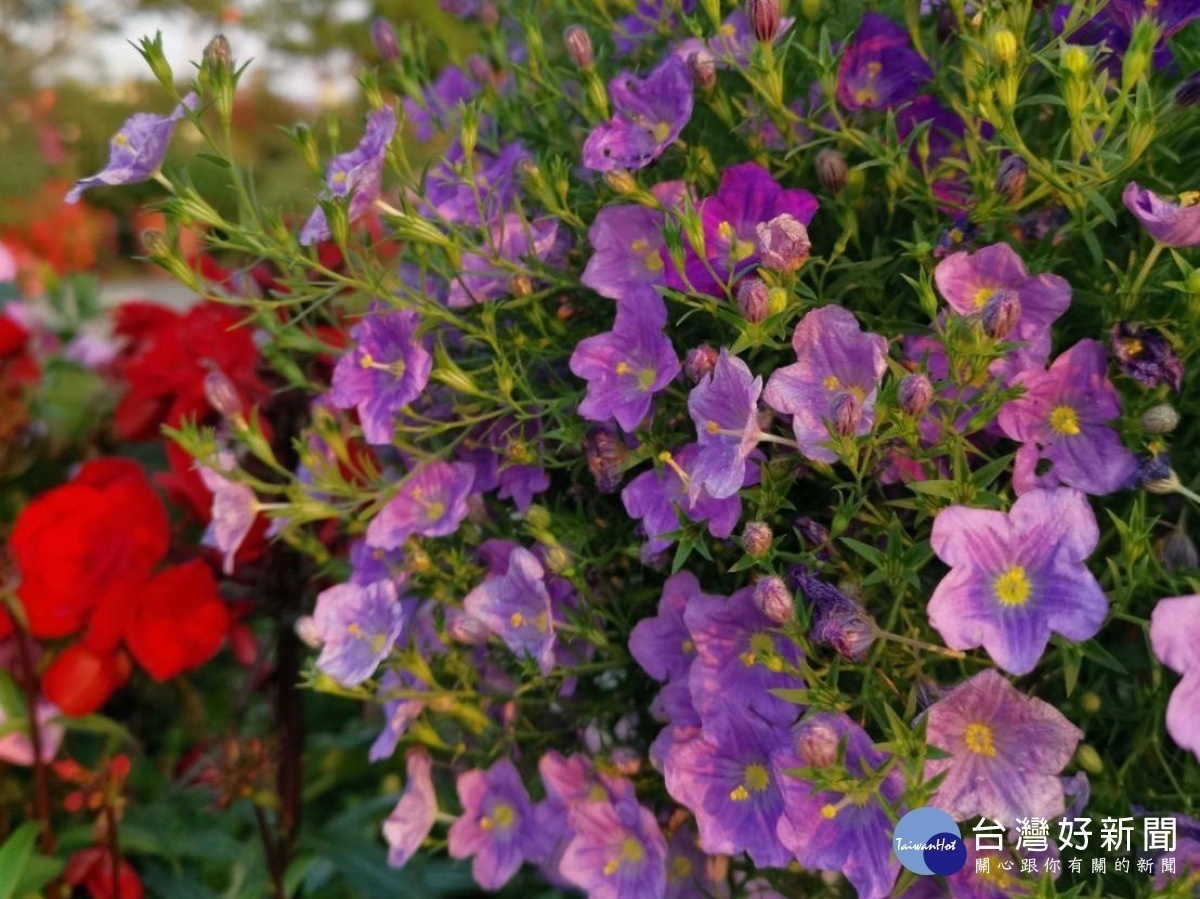 花海區懸垂的高盃花（圖／台北市公園處提供）