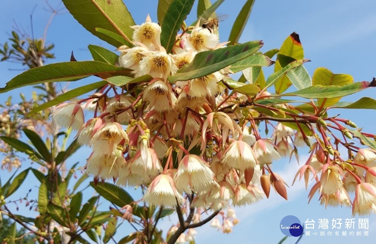 水石榕清香的花朵引來蜜蜂採蜜（圖／台北市公園處提供）