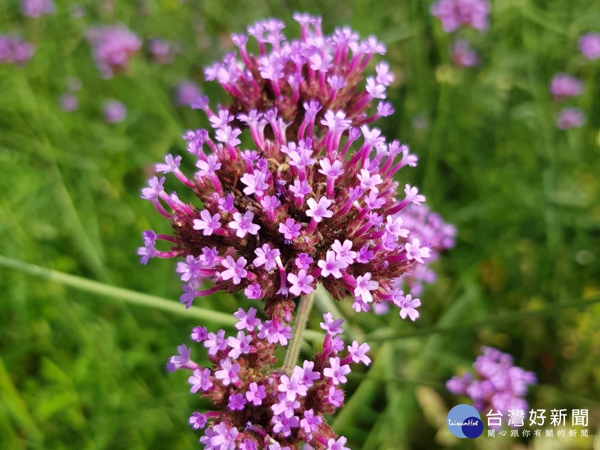 柳葉馬鞭草（圖／台北市公園處提供）