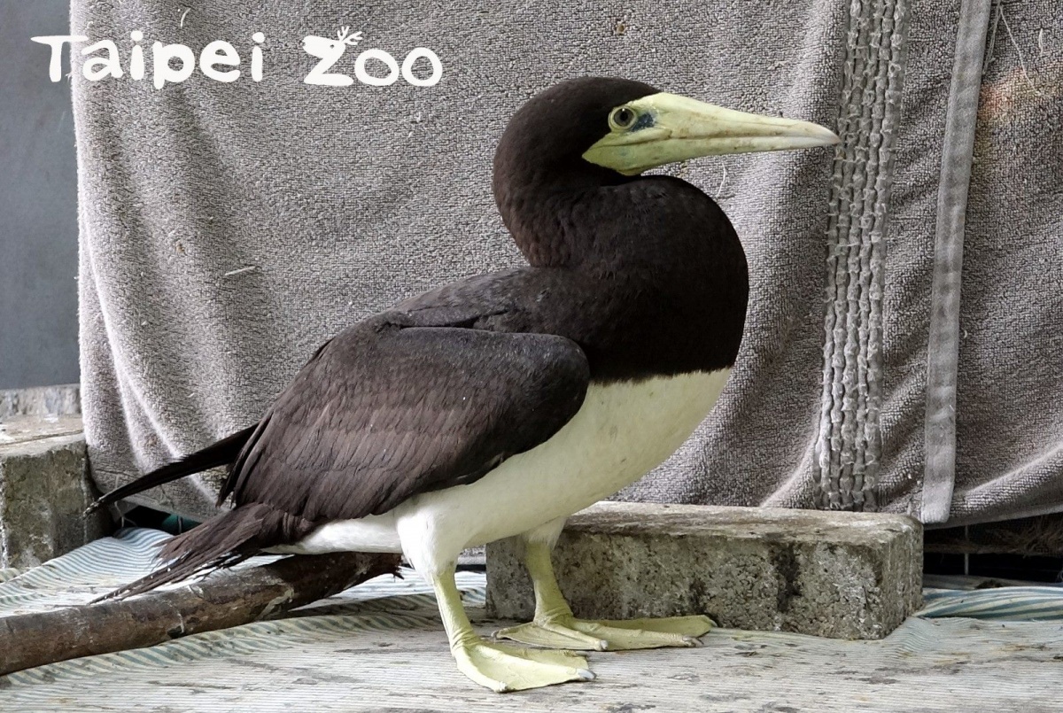 白腹鰹鳥(圖/台北市立動物園提供)