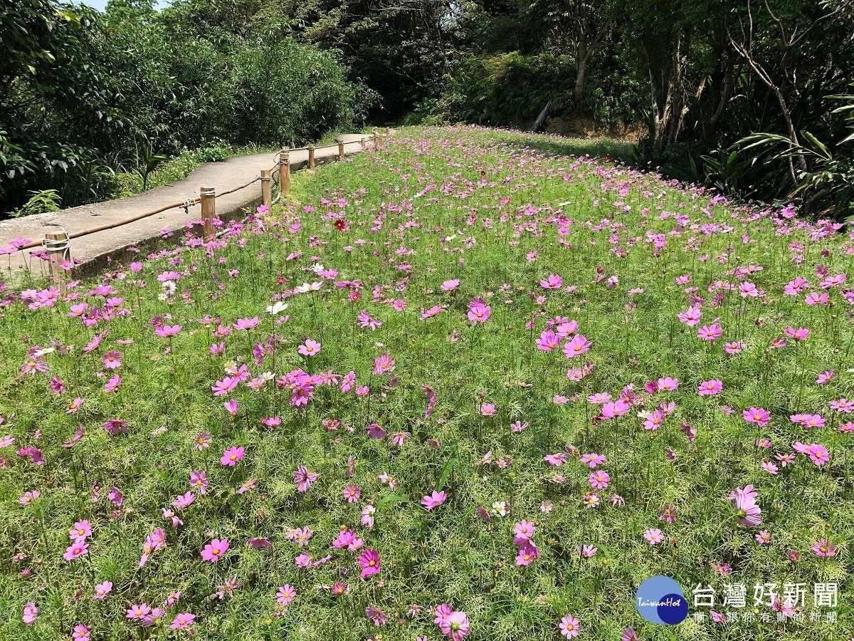 樟樹步道波斯菊(圖/台北市大地處提供)
