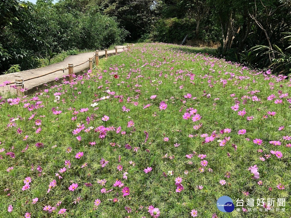 樟樹步道波斯菊（圖／台北市大地處提供）