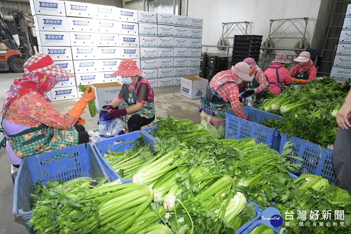 彰化縣長王惠美參訪芳苑西青苑洋芹農場，包裝西洋芹。