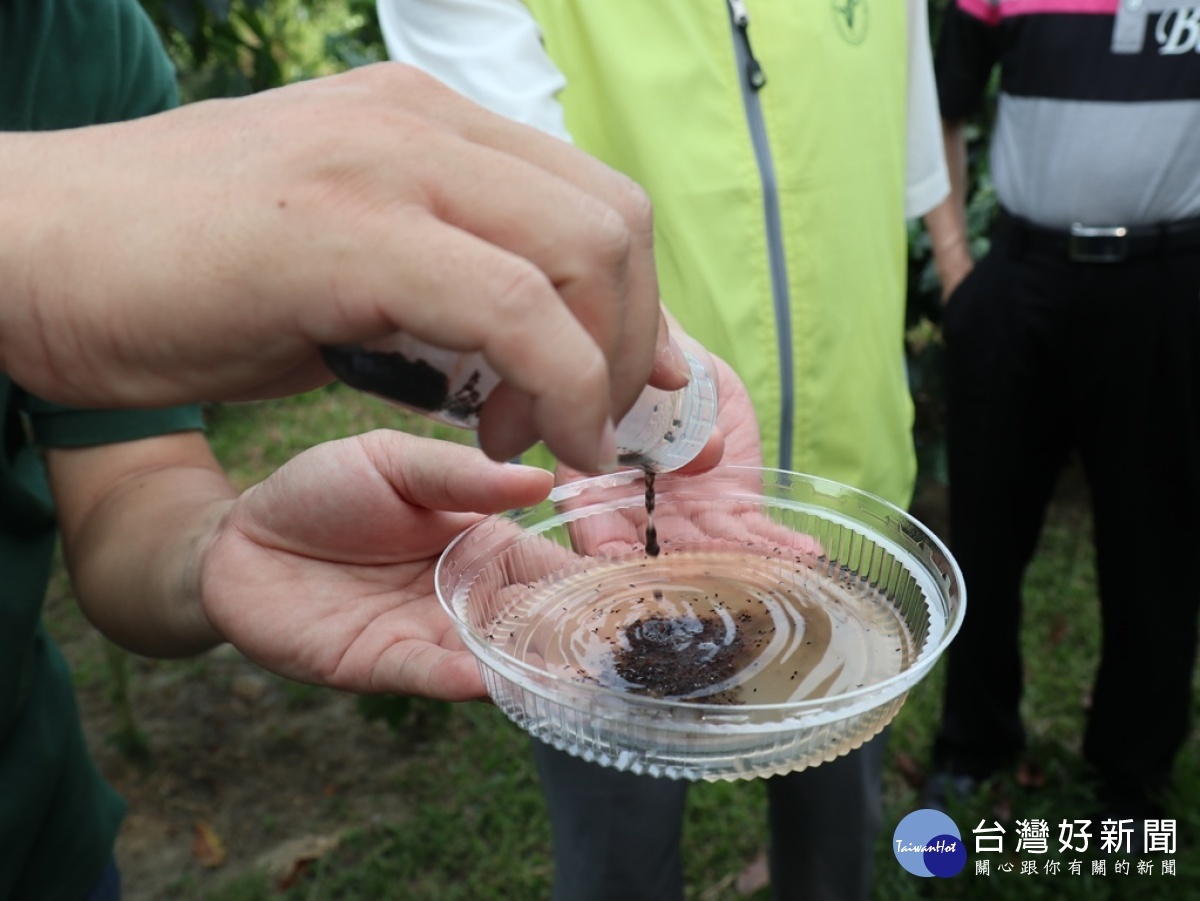 防治咖啡果小蠹，茶改場魚池分場研發出改良型紅色誘捕器，直接吊掛在咖啡樹上，以斐洛蒙氣味吸引誘殺果小蠹。(圖/記者賴淑禎攝)