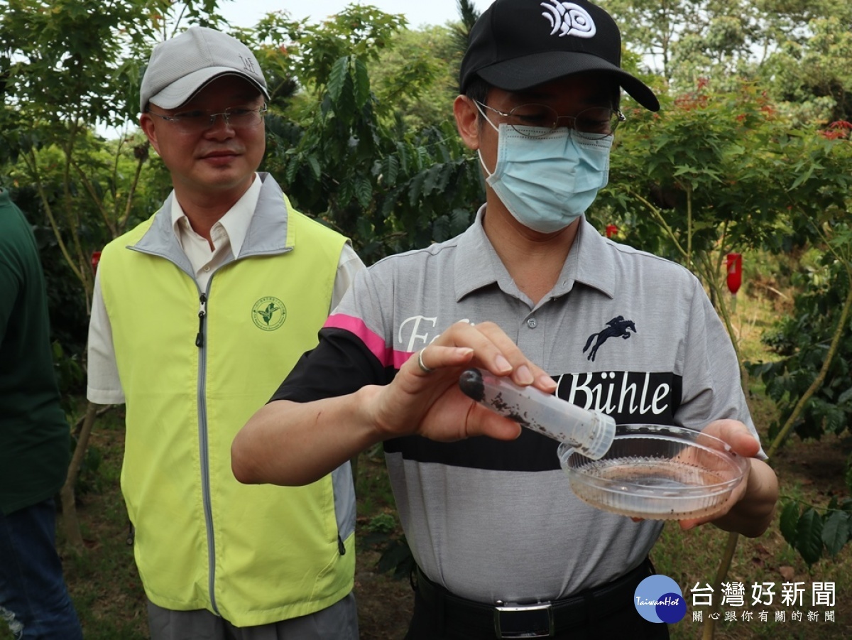 茶改場場長蘇宗振跟水保局南投分局分局長陳榮俊一起檢視農民掛上咖啡樹上誘捕果小蠹的數量(圖/記者賴淑禎攝)