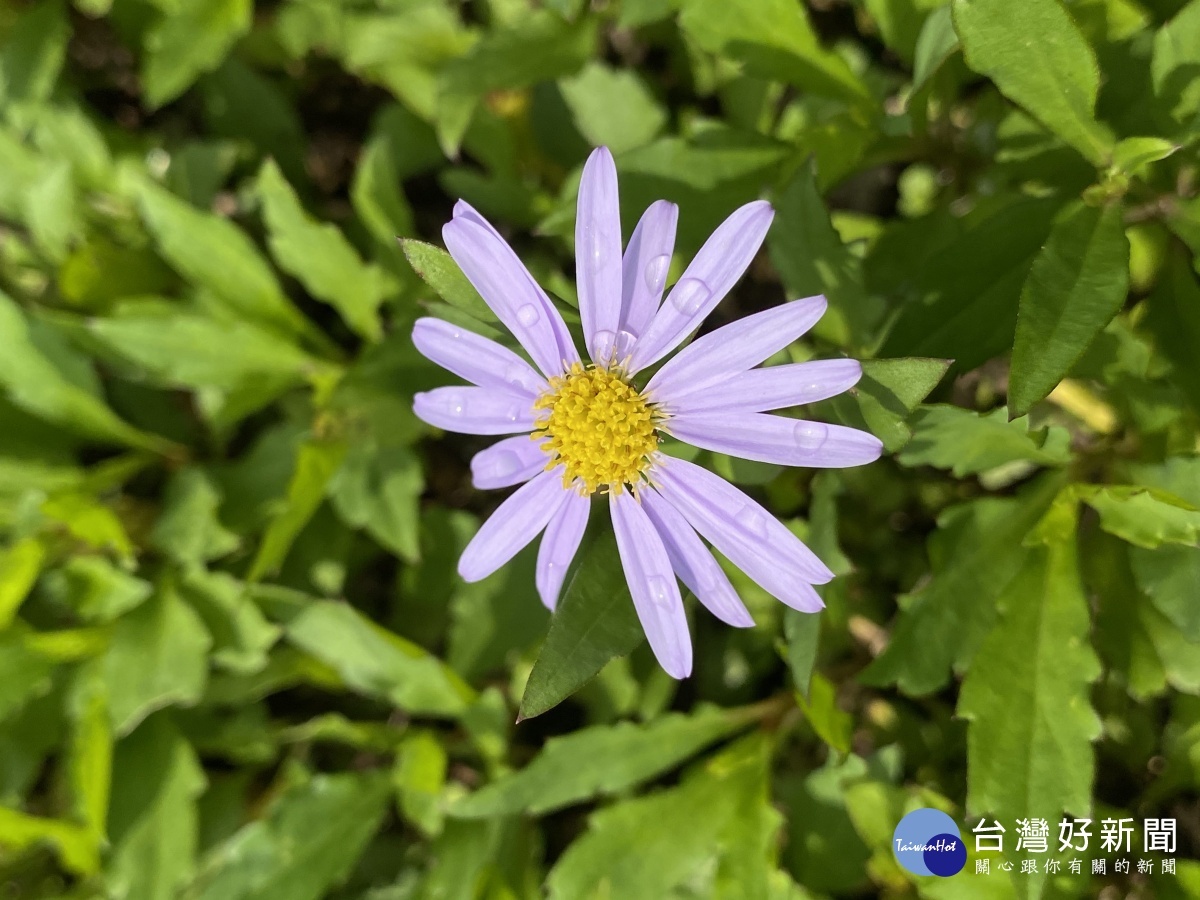 陽光下的馬蘭更顯耀眼(圖/北市大地處提供)