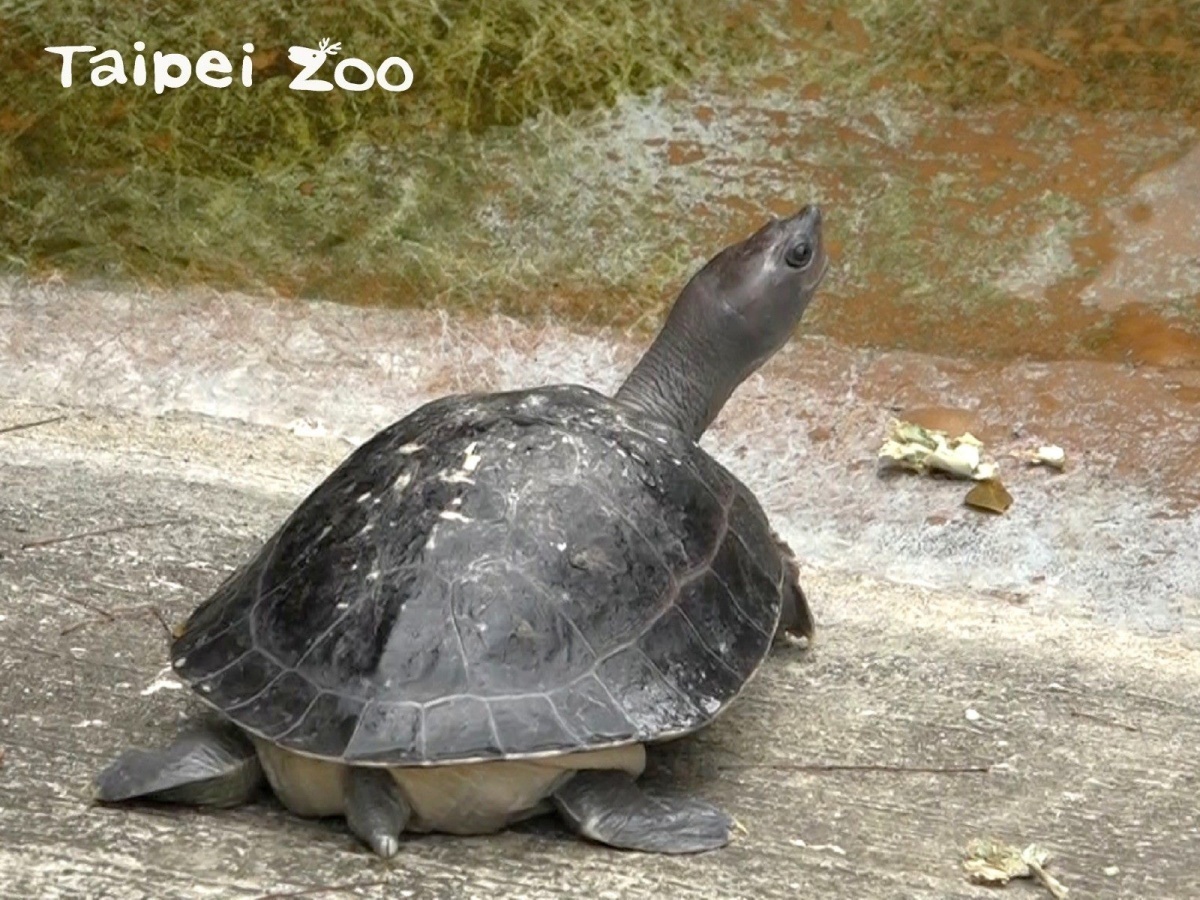 隨著溫度漸暖，西瓜龜的活力也越來越好（圖／台北市立動物園提供）