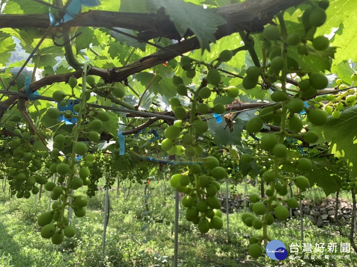 信義草屯水里等區葡萄受損出現大小果非常明顯。（農業處提供）