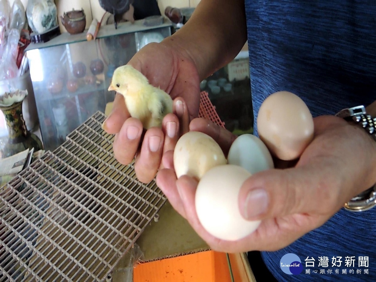 田中警分局巡佐臉書分享奇「雞」　顛覆傳统小雞自行孵化