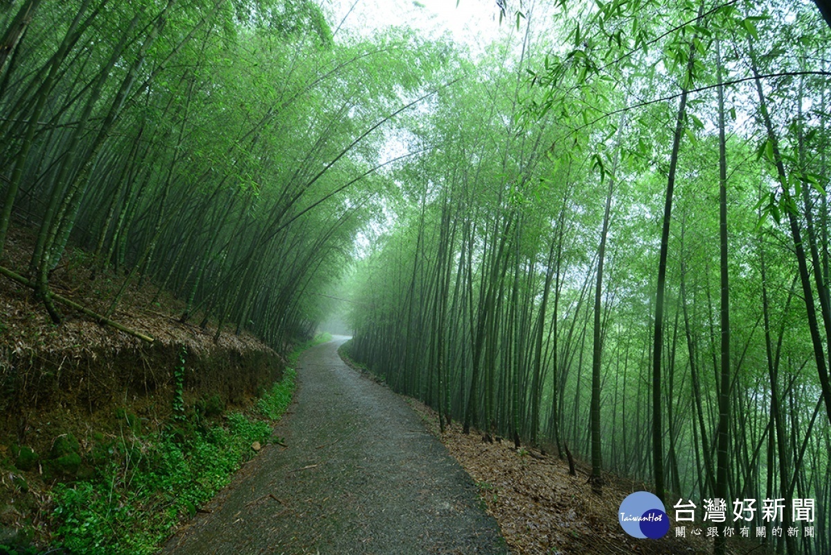 瑞里綠色隧道／嘉義縣府提供