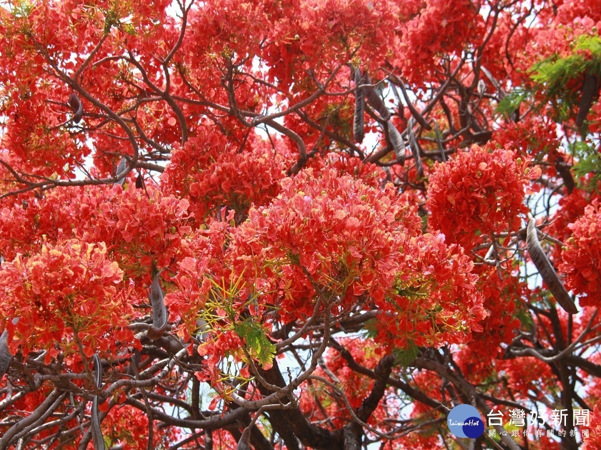 80歲鳳凰花開形像國泰商標　火紅樹冠像極媽祖遶境娘傘