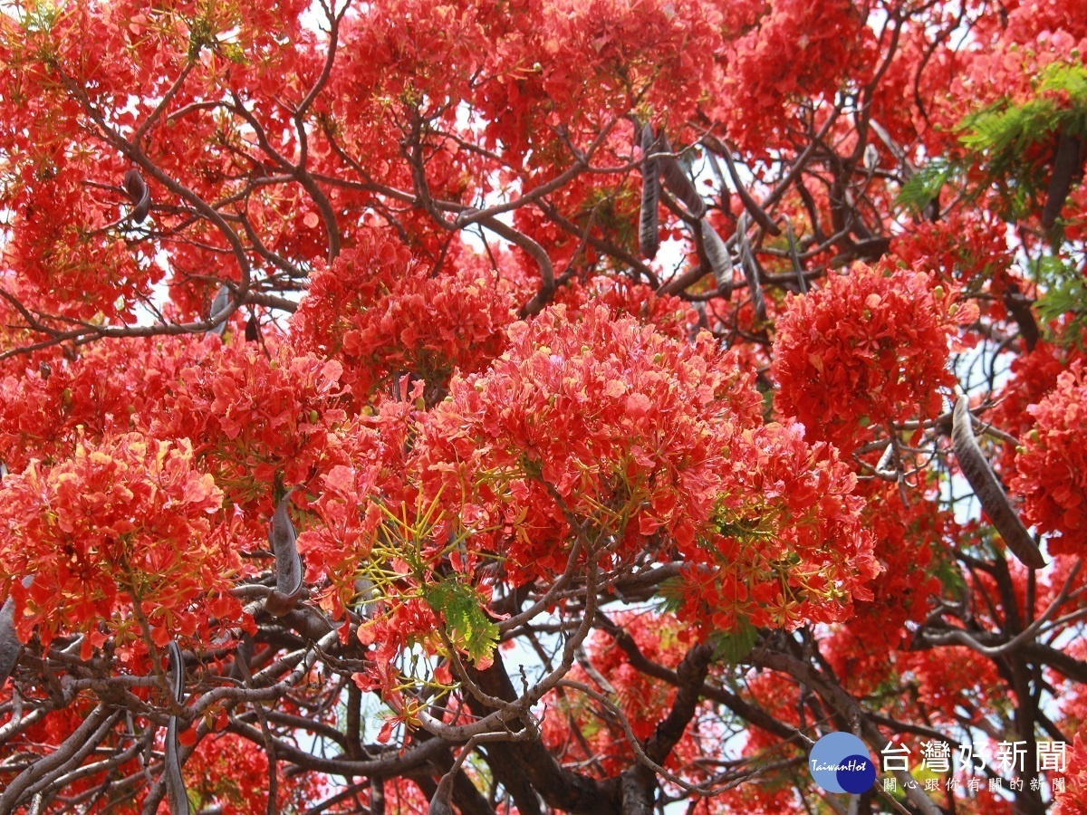 80歲鳳凰花開形像國泰商標 火紅樹冠像極媽祖遶境娘傘