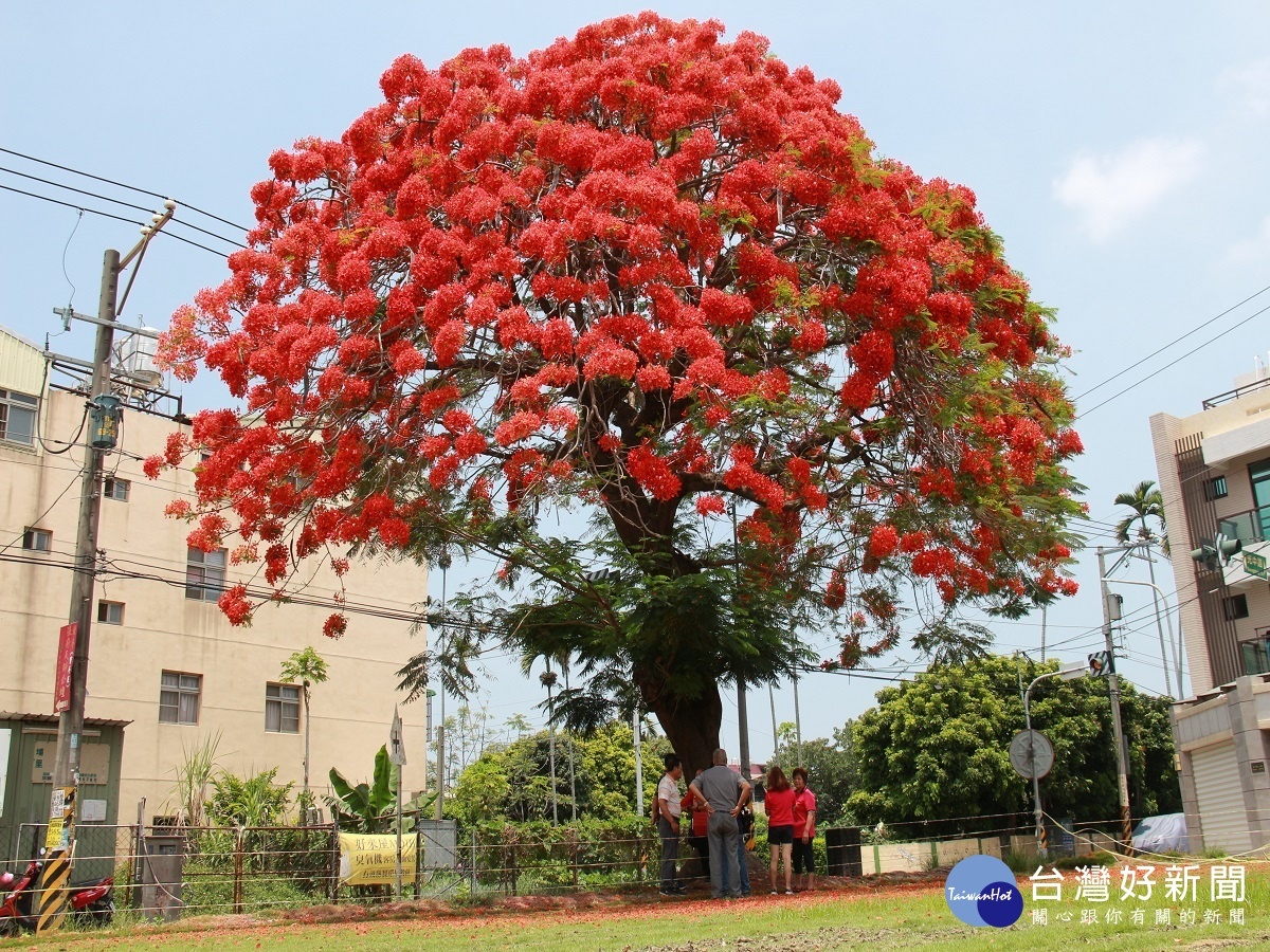 80歲鳳凰木開滿樹冠 紅色巨傘 吸睛 台灣好新聞taiwanhot Net