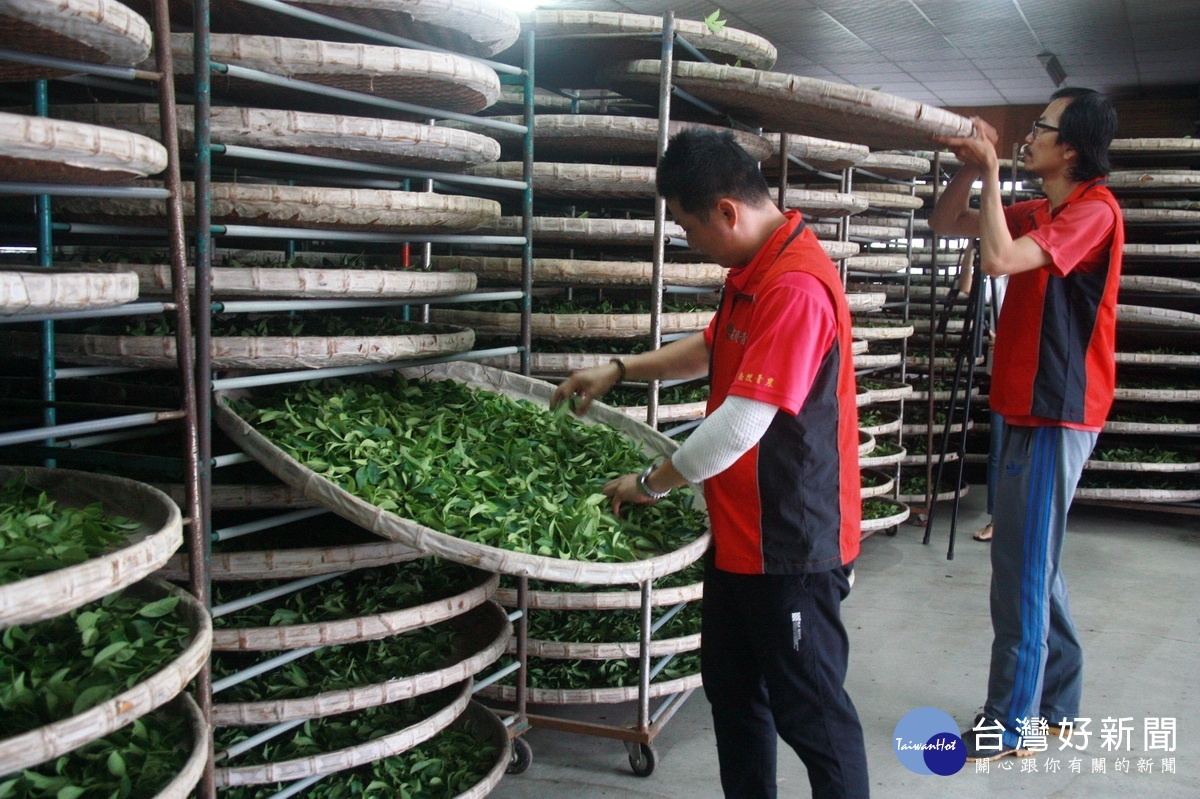 名間以茶葉為主要農產，各茶農都非常用心。（記者扶小萍攝）