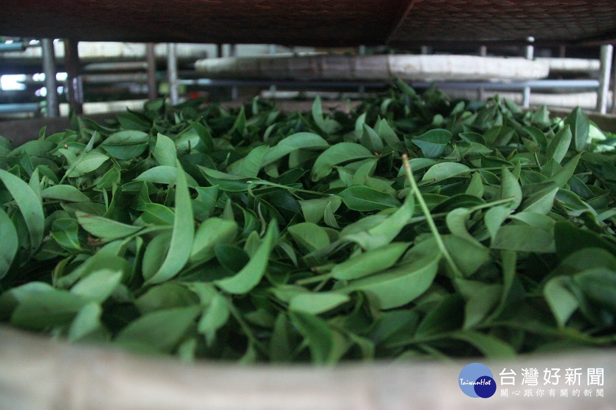 製茶工序繁複名間青農分會歡迎來體驗。（記者扶小萍攝）