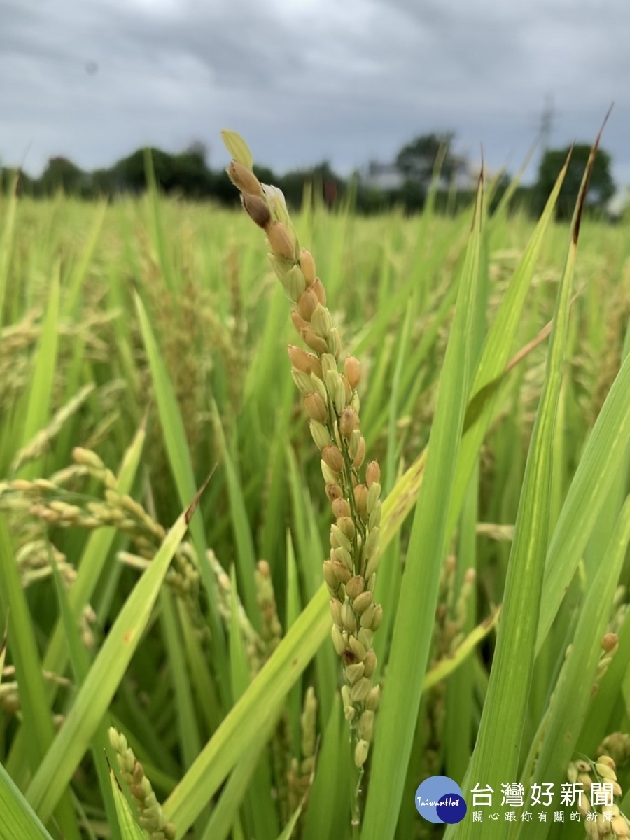 霧峰烏日台農71號稻米災損