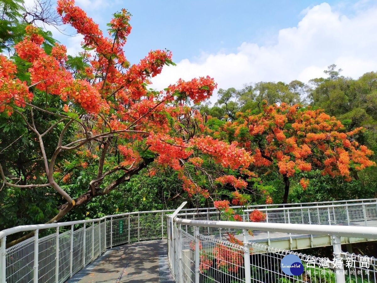 彰化八卦山區天空步道兩旁開滿鳳凰花，令人讚嘆。