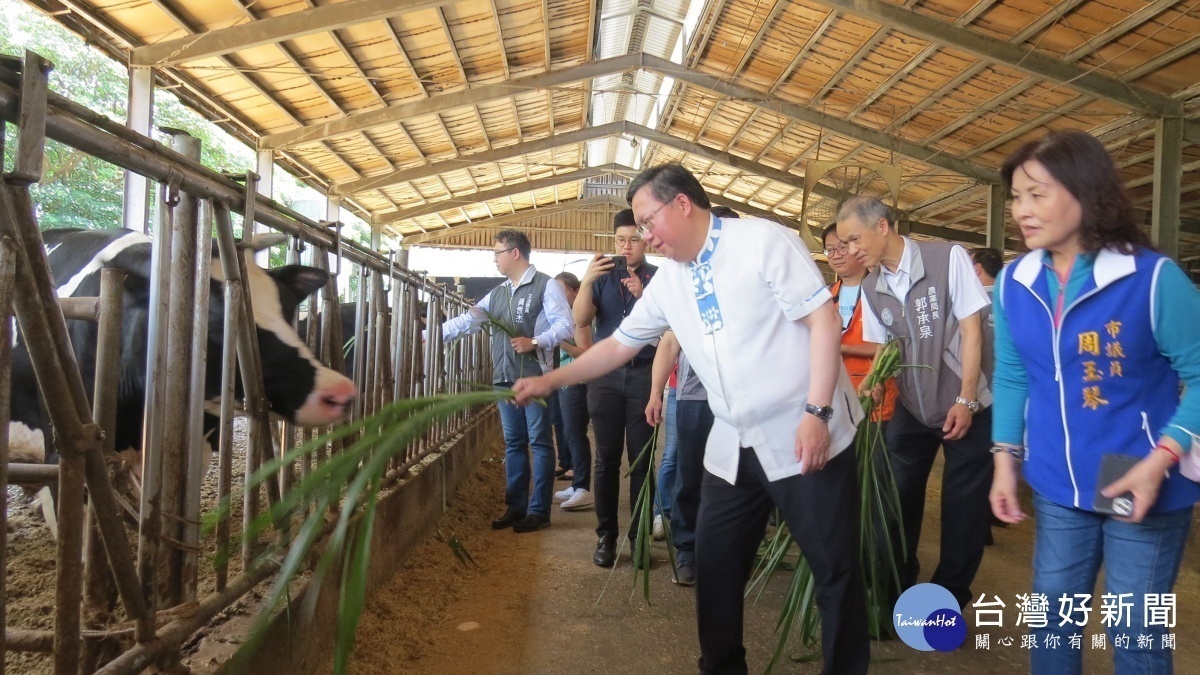 桃園市長鄭文燦前往楊梅區耀輝牧場，進行楊梅休閒農業區農事體驗。