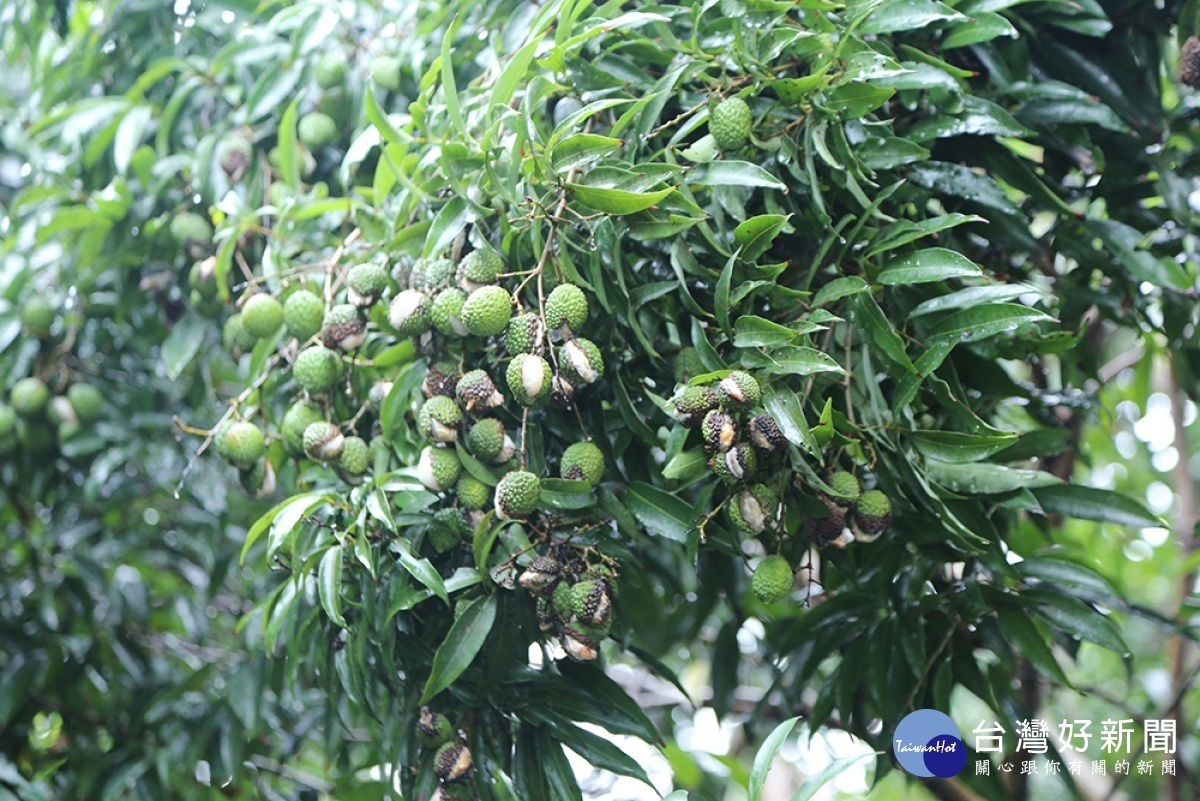 連日豪大雨導致荔枝嚴重裂果／嘉義縣府提供