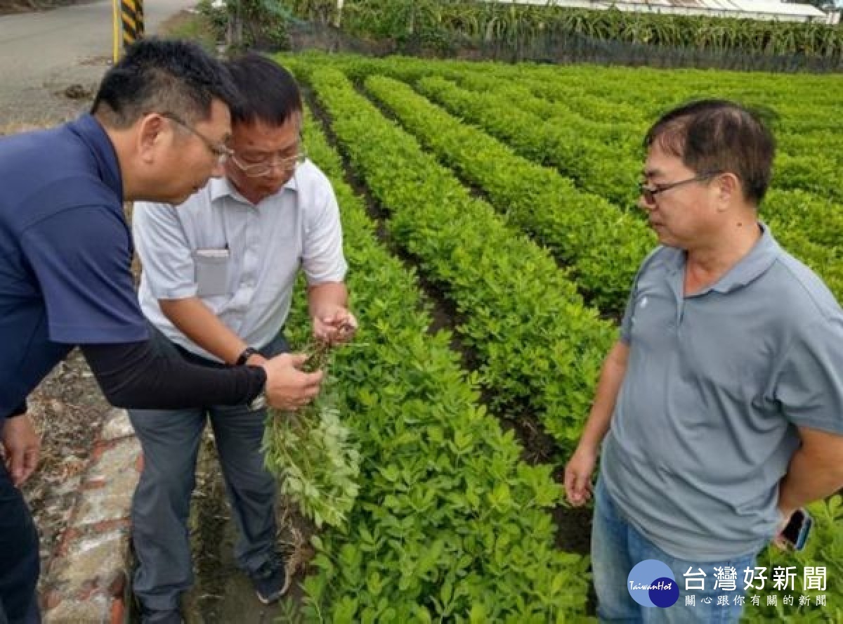 縣府邀請農改場及農糧署前往虎尾、北港、水林及口湖現地勘查落花生受損狀況，建議農民將土壤送驗，並調整肥料使用、土壤性質，亦可改善病蟲害。