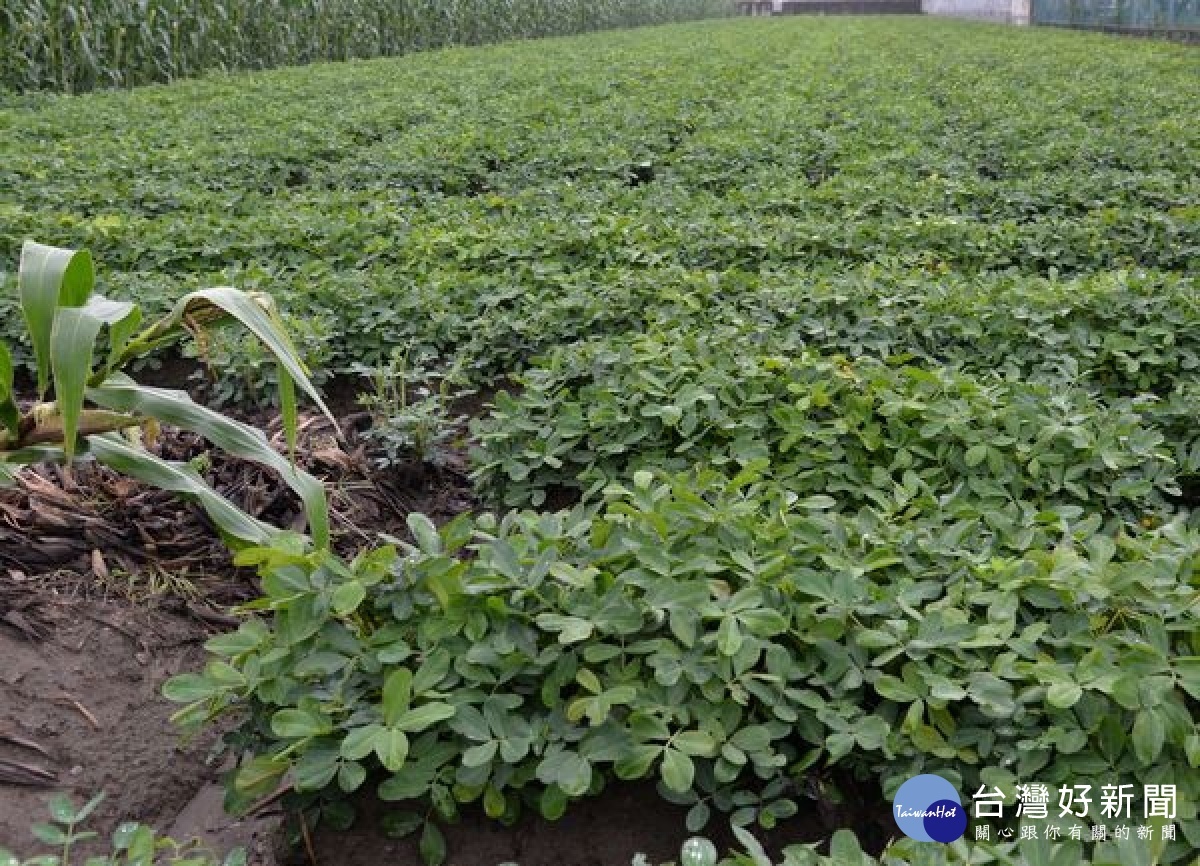 縣府邀請農改場及農糧署前往虎尾、北港、水林及口湖現地勘查落花生受損狀況，建議農民將土壤送驗，並調整肥料使用、土壤性質，亦可改善病蟲害。