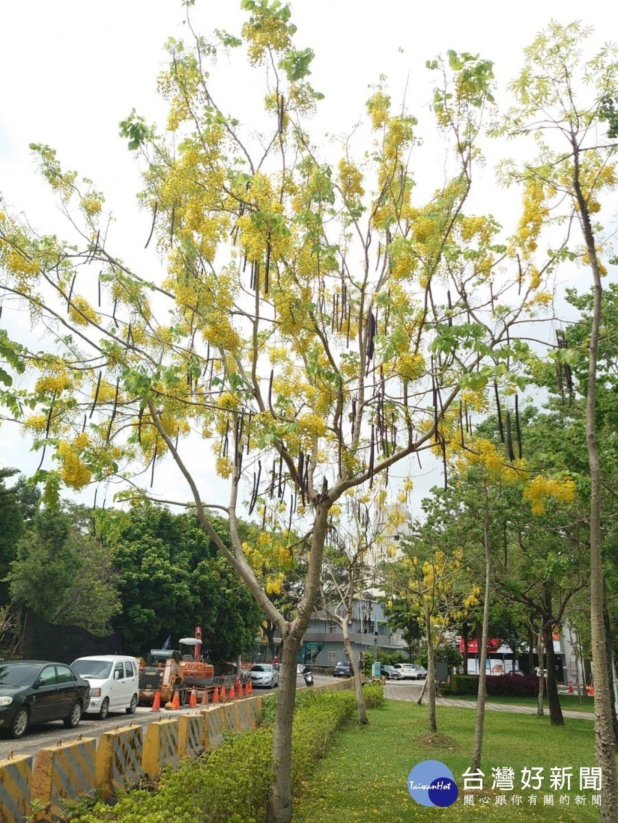 西屯區協和公園阿勃勒盛開（圖／台中市政府）