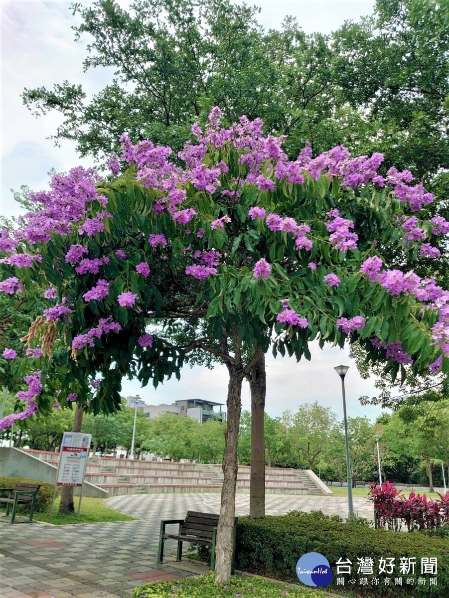 南屯區安和公園大花紫薇盛開(圖/台中市政府)