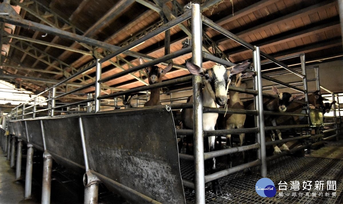 神來牧場的乳羊場智能省工生產示範場域，所飼養的羊隻。