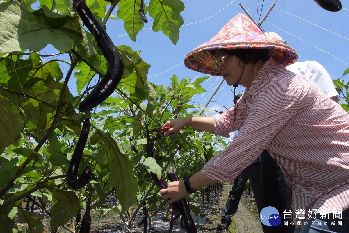 彰化縣長王惠美參訪行銷麻糬茄,與農民一起採收麻糬茄。