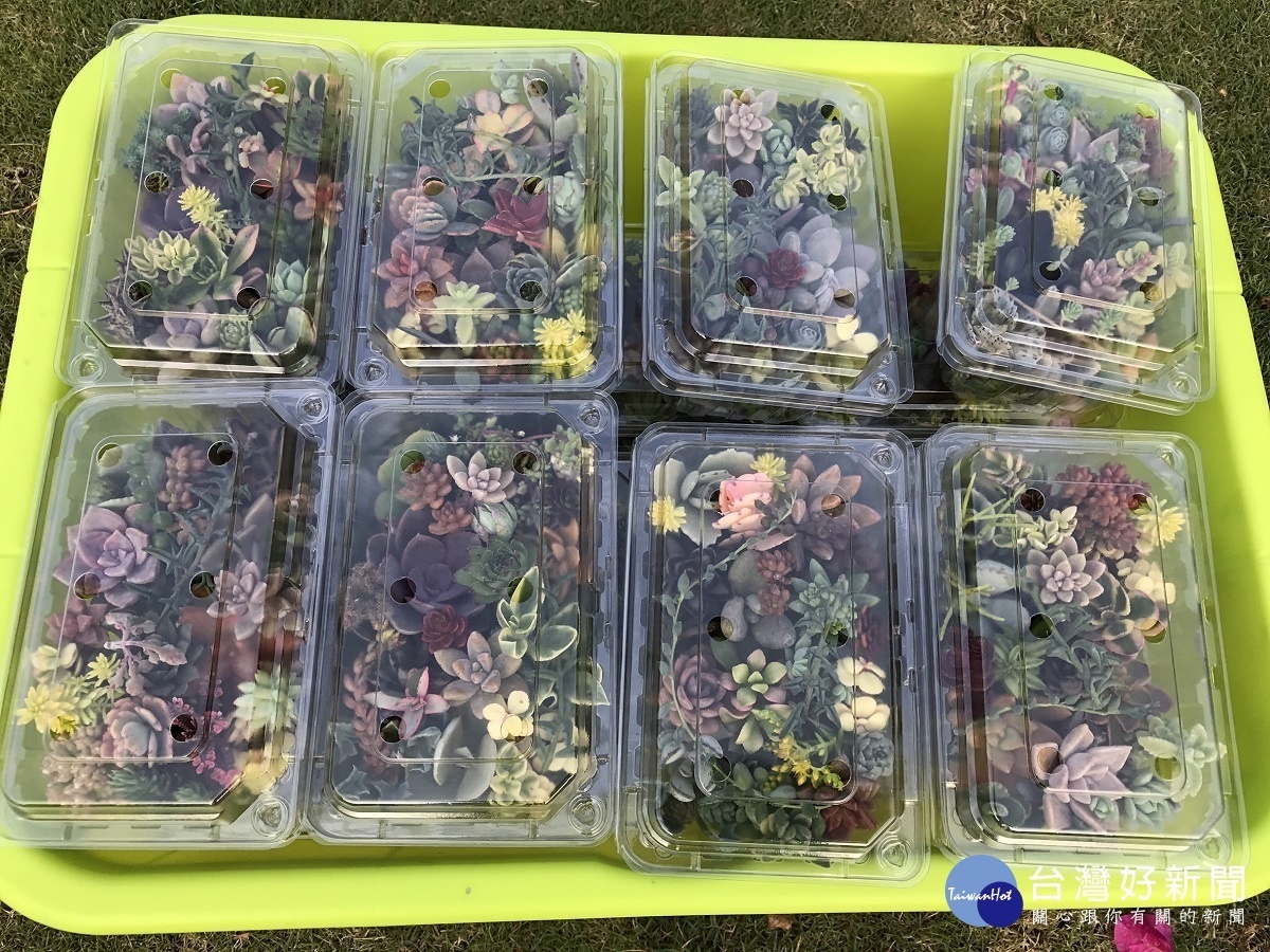 疫情退散民眾出門透氣　田尾業者推「多肉便當」療癒十足