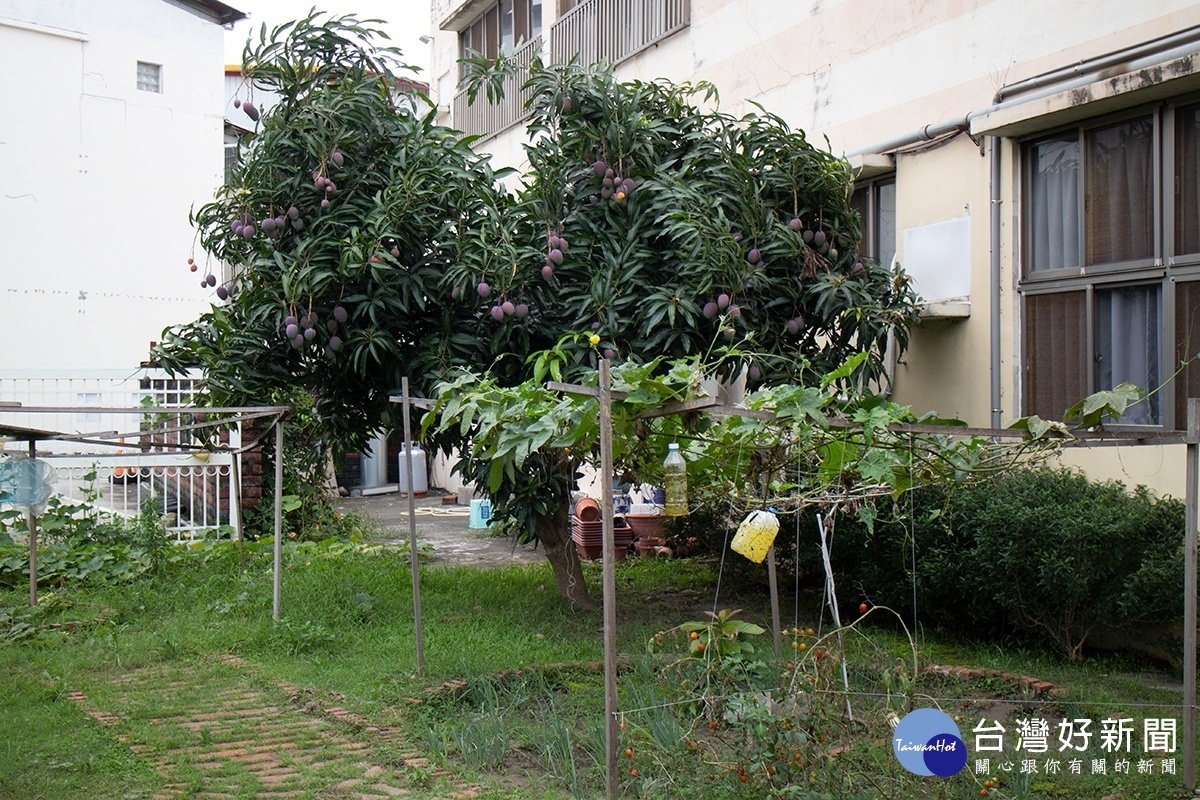 園內上百坪的愛心菜園／陳致愷攝影