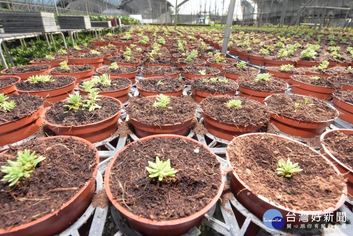 瑞楓花卉農園的小品盆栽園區。