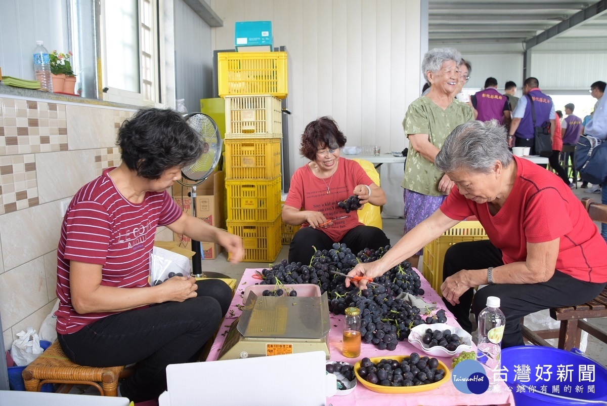 峻茂黑匠葡萄果園,農民採收葡萄。