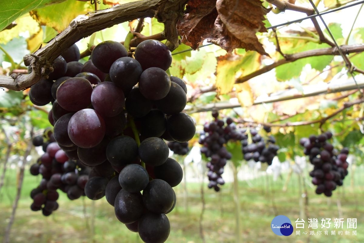 黑匠葡萄果園所種植的葡萄。