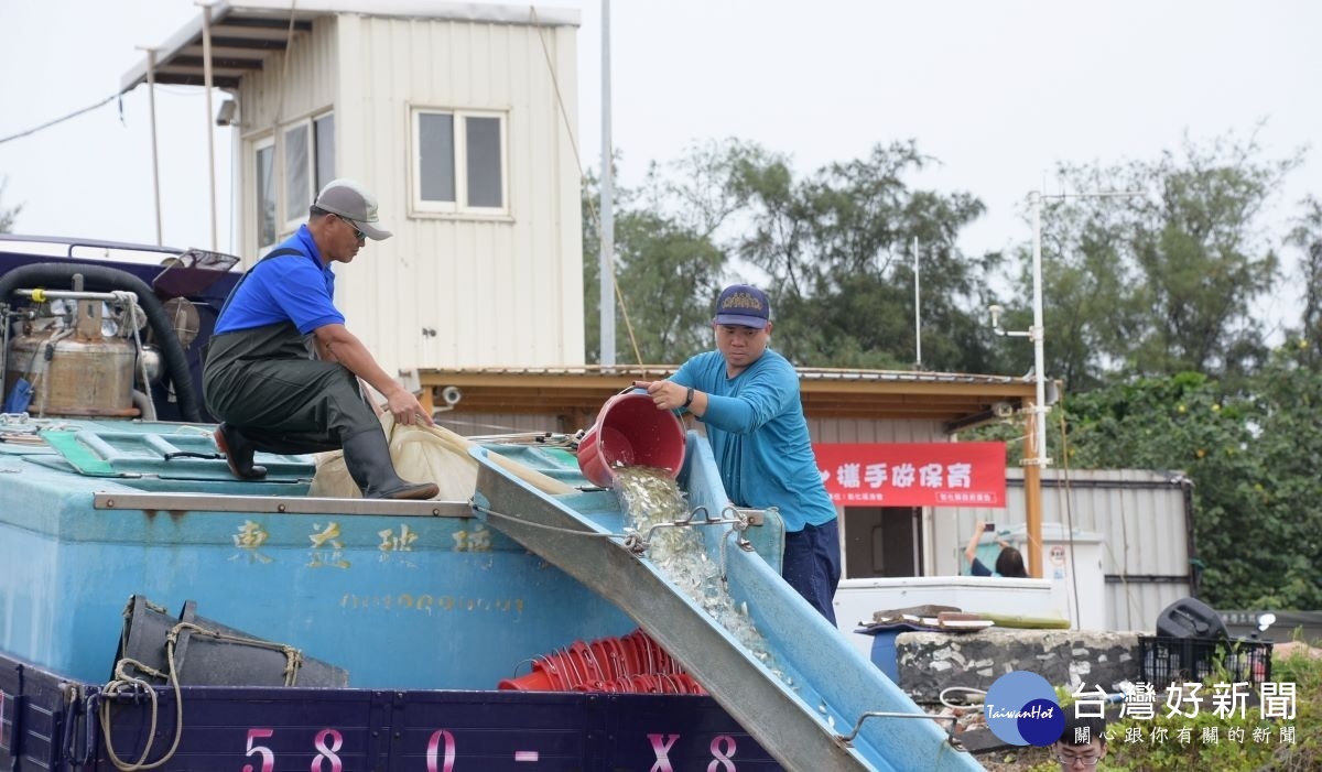 今早在八仙海釣場旁（吉安水道）的魚苗放流作業。