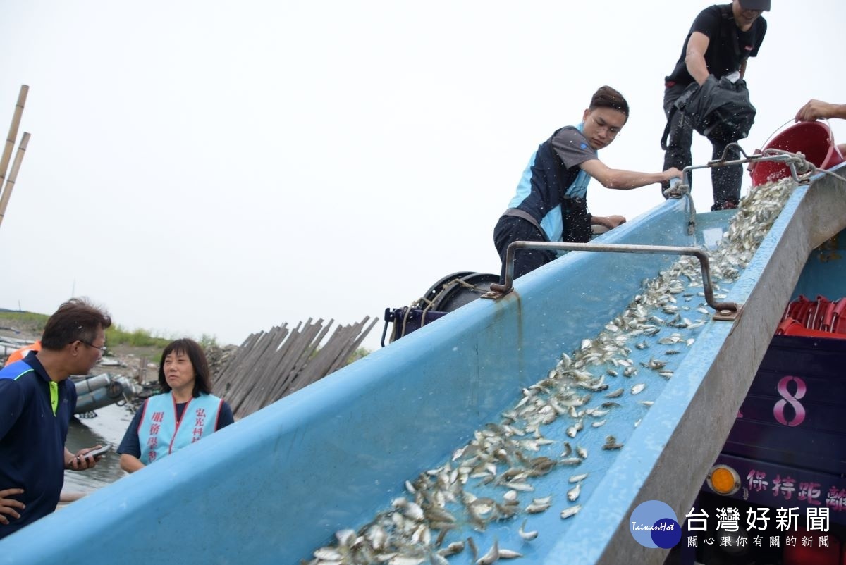 今早在吉安水道的魚苗放流作業。