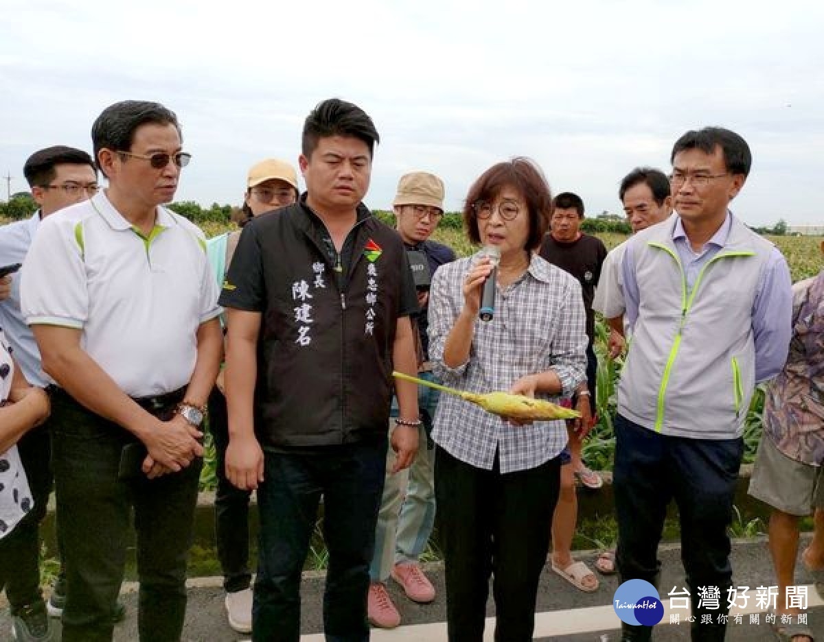 水林與褒忠因豪雨造成花生與玉米損害,立委蘇治芬邀集農委會主委陳吉仲與農糧署、農改場等專家現勘,確認農損狀況正式公告補助。