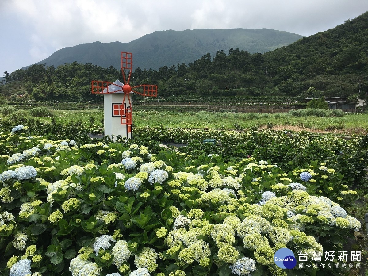 或白或青的繡球花（圖／台北市大地處提供)