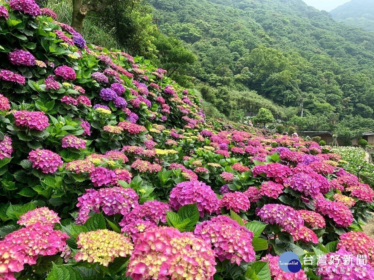 色彩繽紛的繡球花海(圖/台北市大地處提供)