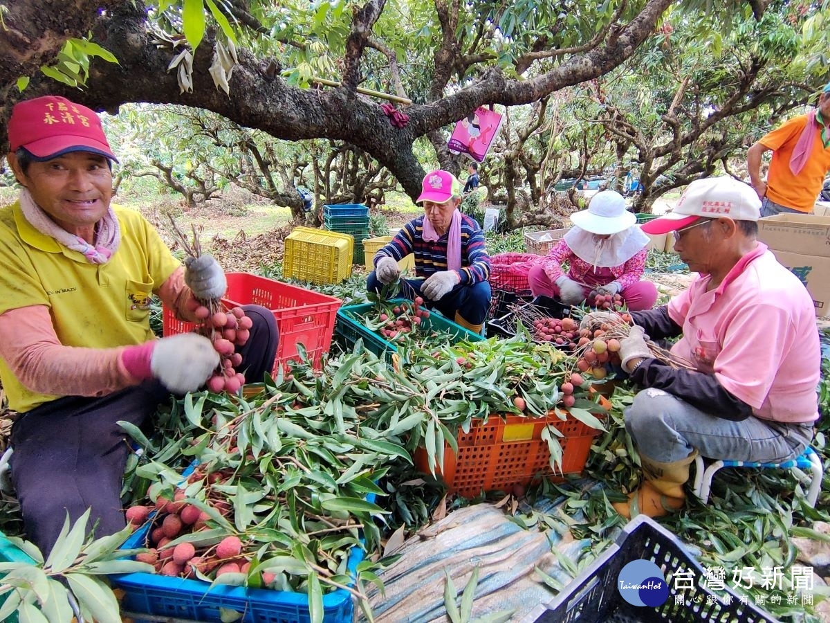 彰化縣芬園鄉荔枝盛產，農民採收荔枝。圖／記者鄧富珍攝