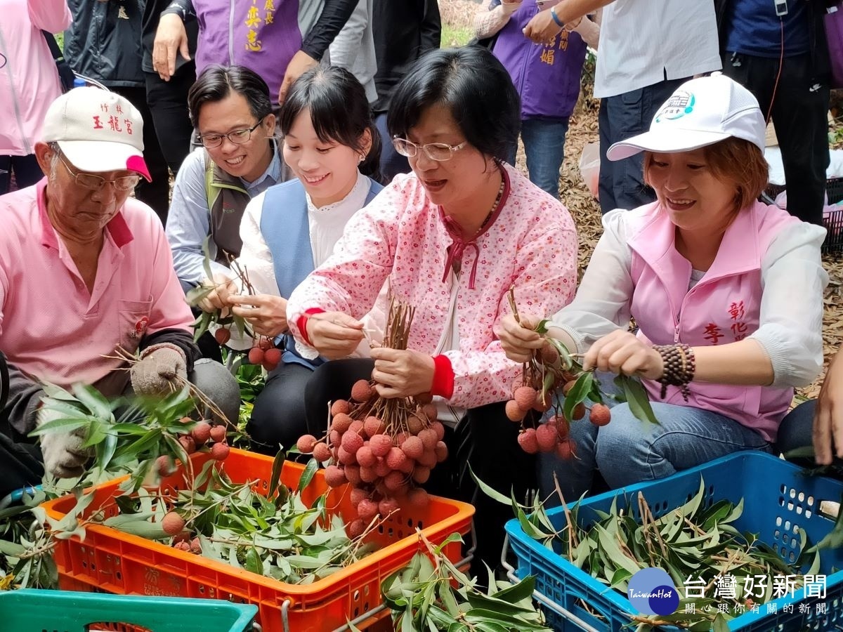 縣長王惠美關心荔枝產銷，彰化縣議員温芝樺、李寶銀、張瀚天等人加入農民荔枝採收行列。圖／記者鄧富珍射