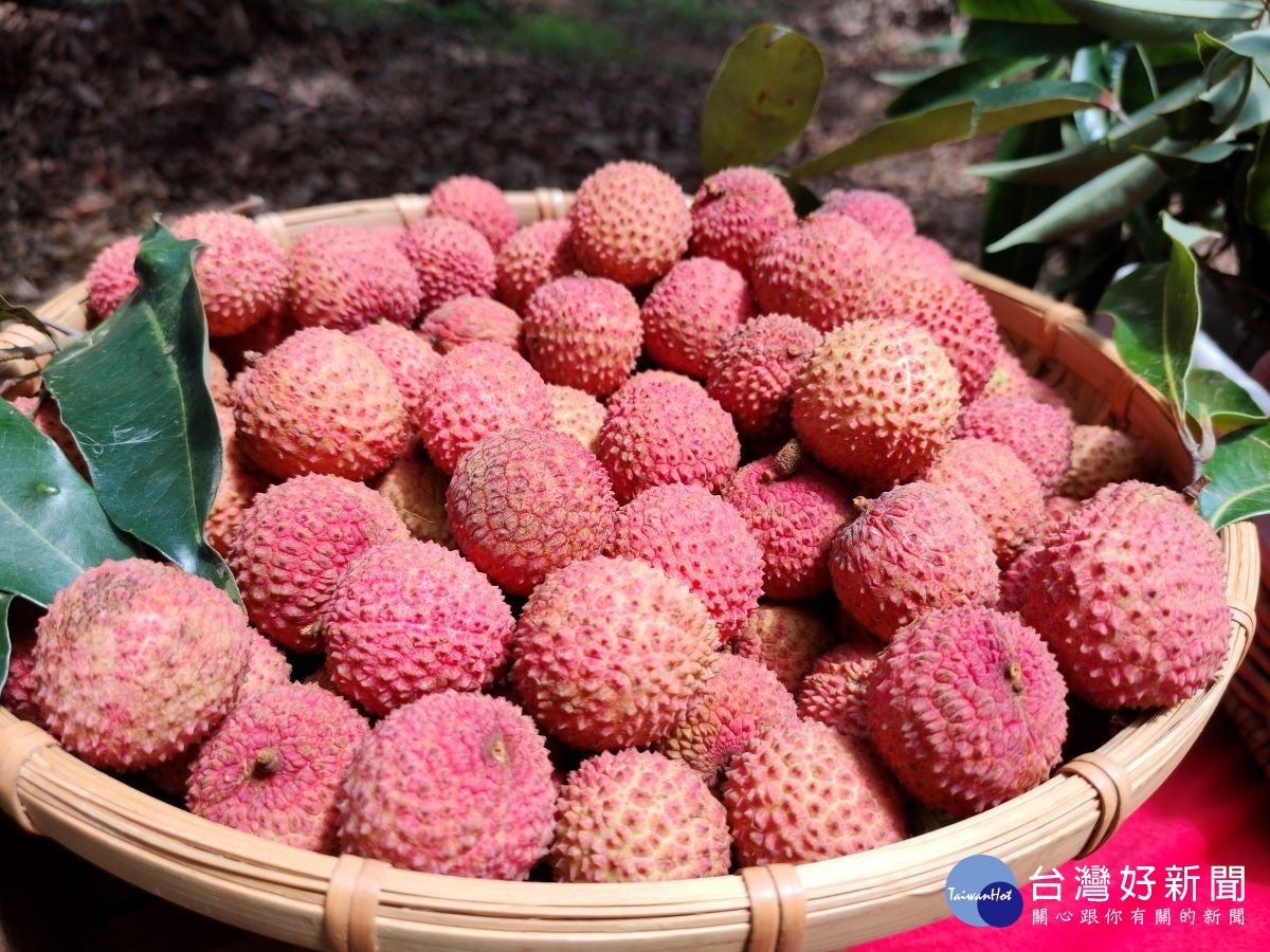 彰化縣芬園鄉荔枝盛產。圖／記者鄧富珍攝