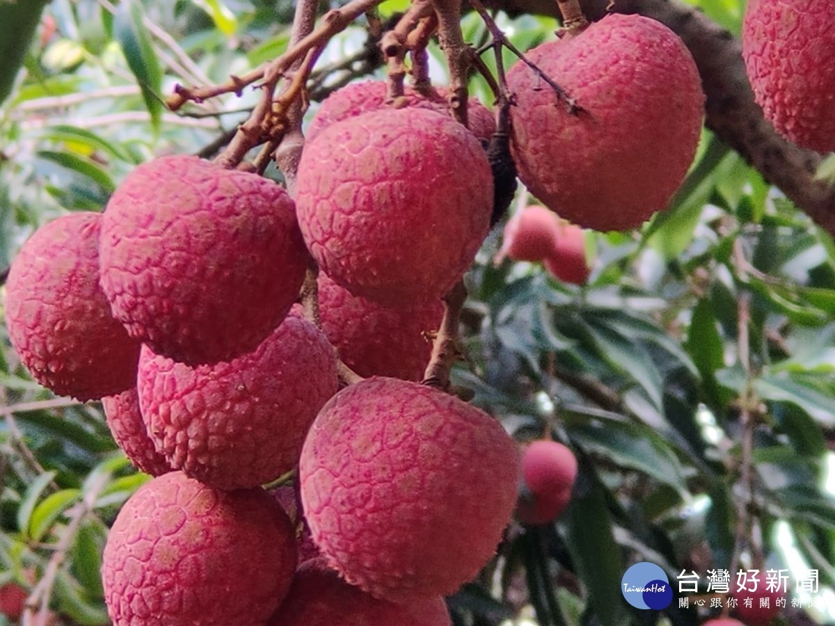 黑葉荔枝。圖／記者鄧富珍攝