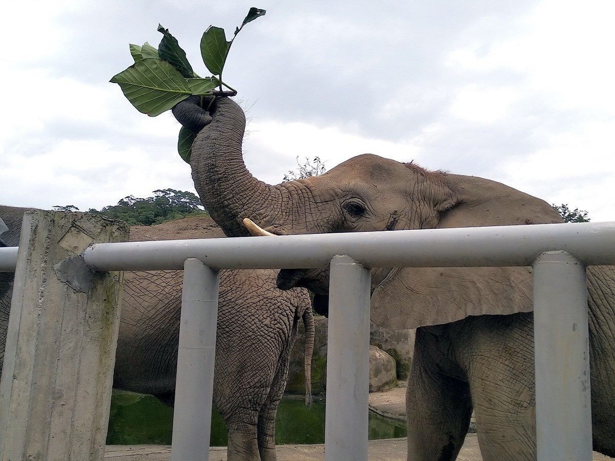 非洲象開心享用麵包樹(圖/台北市立動物園提供)